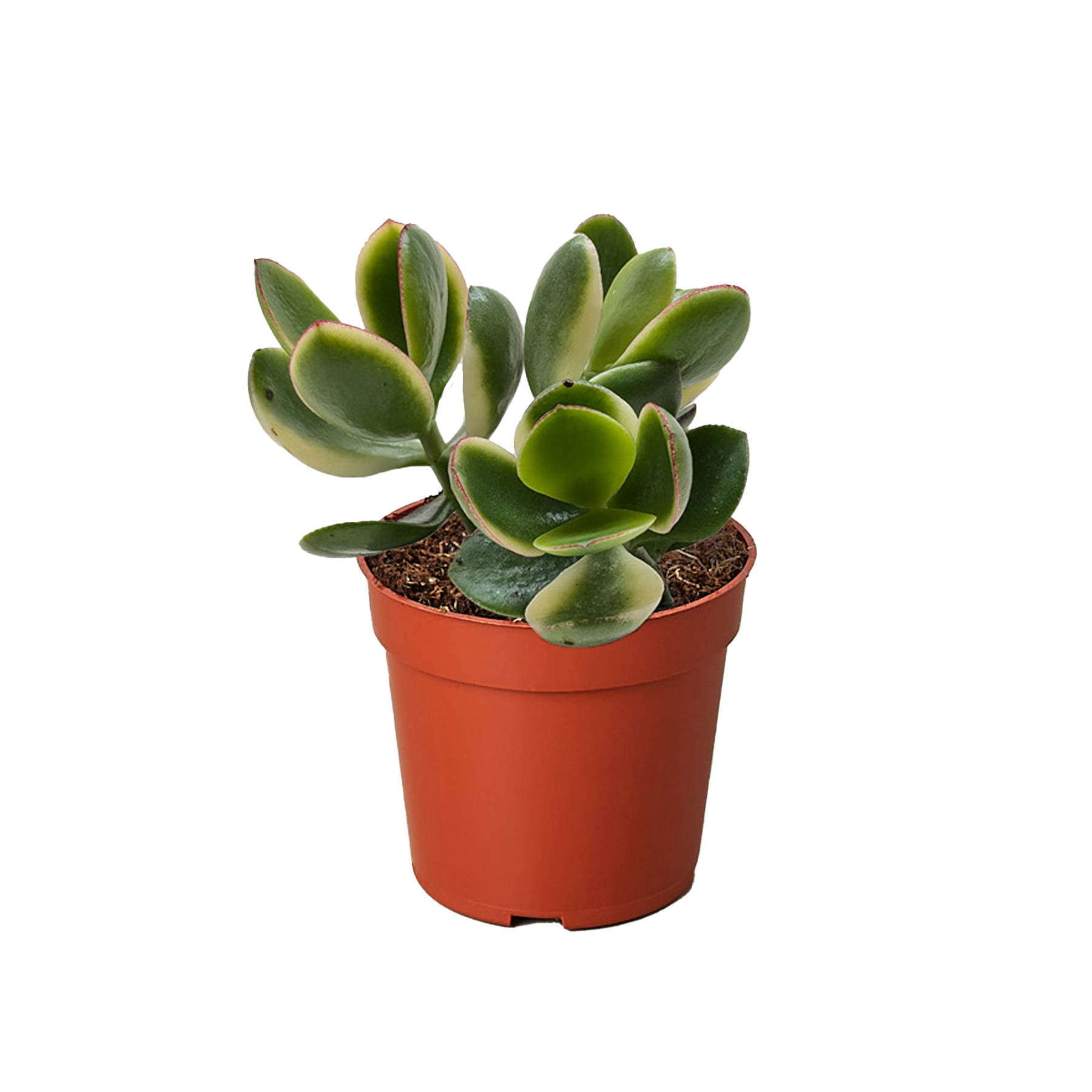 Succulent Crassula Jade Variegated potted plant