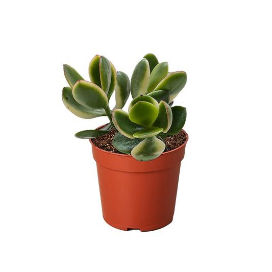 Succulent Crassula Jade Variegated potted plant