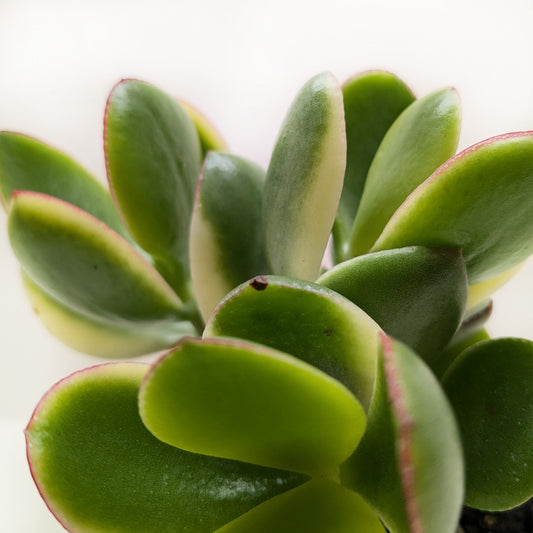 Succulent Crassula Jade Variegated potted plant
