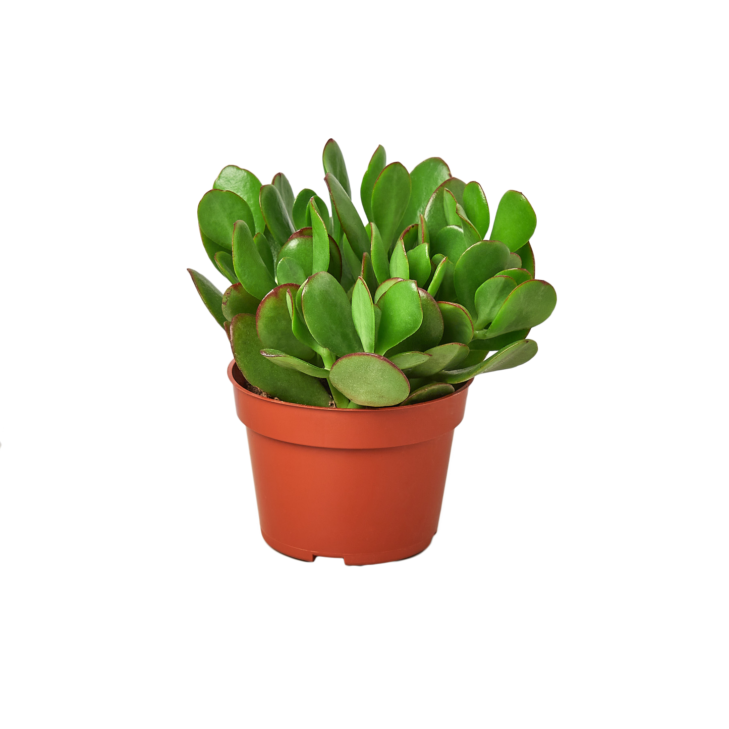 1 Succulent Monthly Subscription Box potted plant