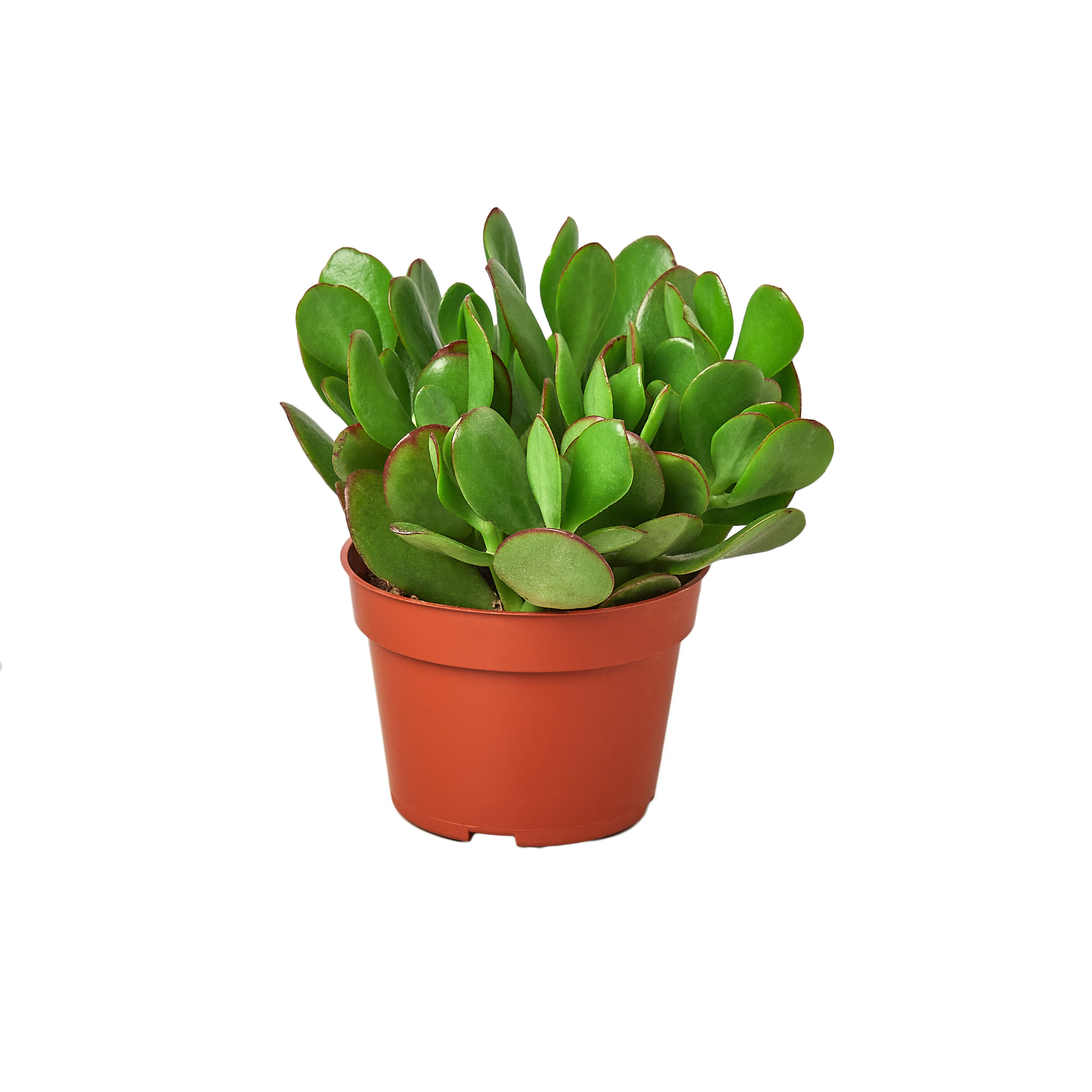 1 Succulent Monthly Subscription Box potted plant