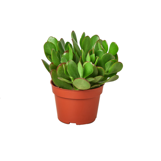 1 Succulent Monthly Subscription Box potted plant