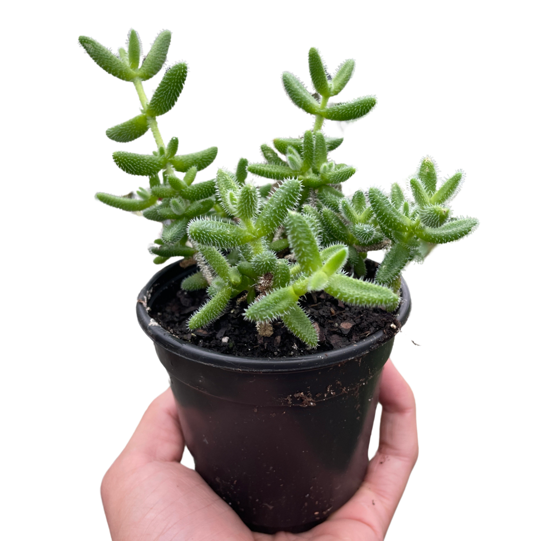 Delosperma echinatum 'Pickle Plant' potted plant