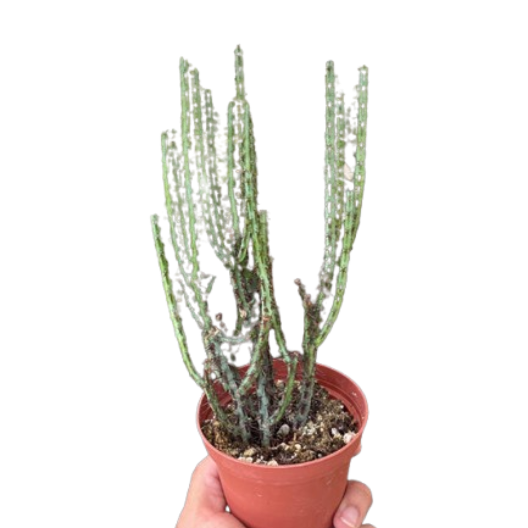 Succulent Euphorbia Aeruginosa 4" potted plant