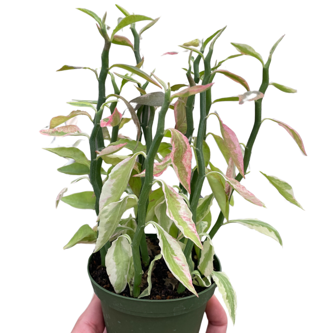 Variegated Devil's Backbone Euphorbia potted plant