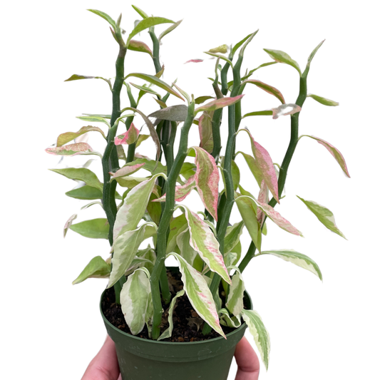 Variegated Devil's Backbone Euphorbia potted plant