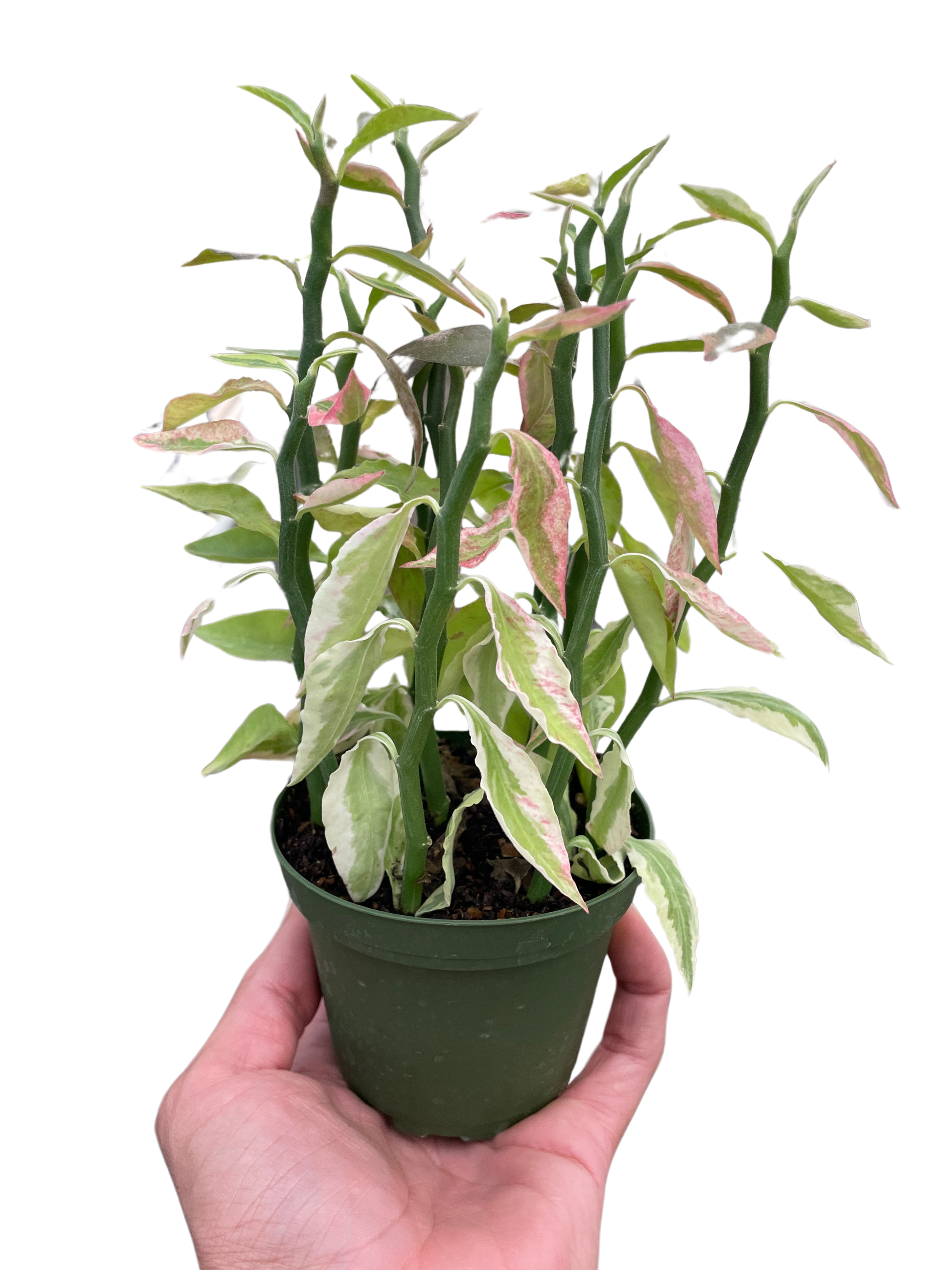 Variegated Devil's Backbone Euphorbia potted plant