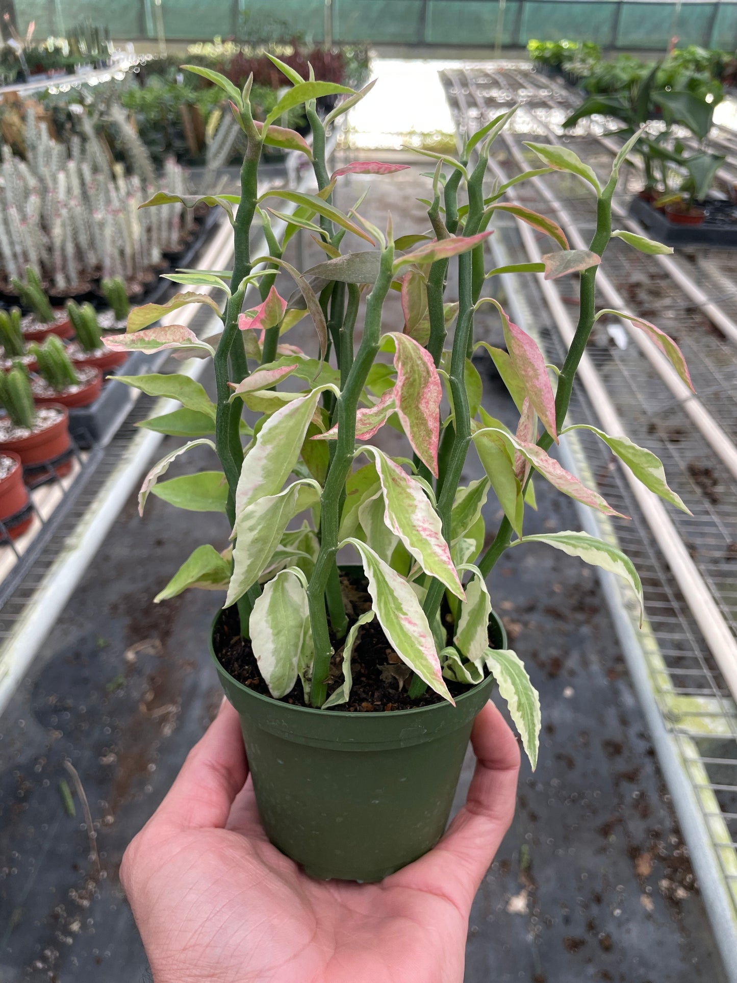 Variegated Devil's Backbone Euphorbia potted plant