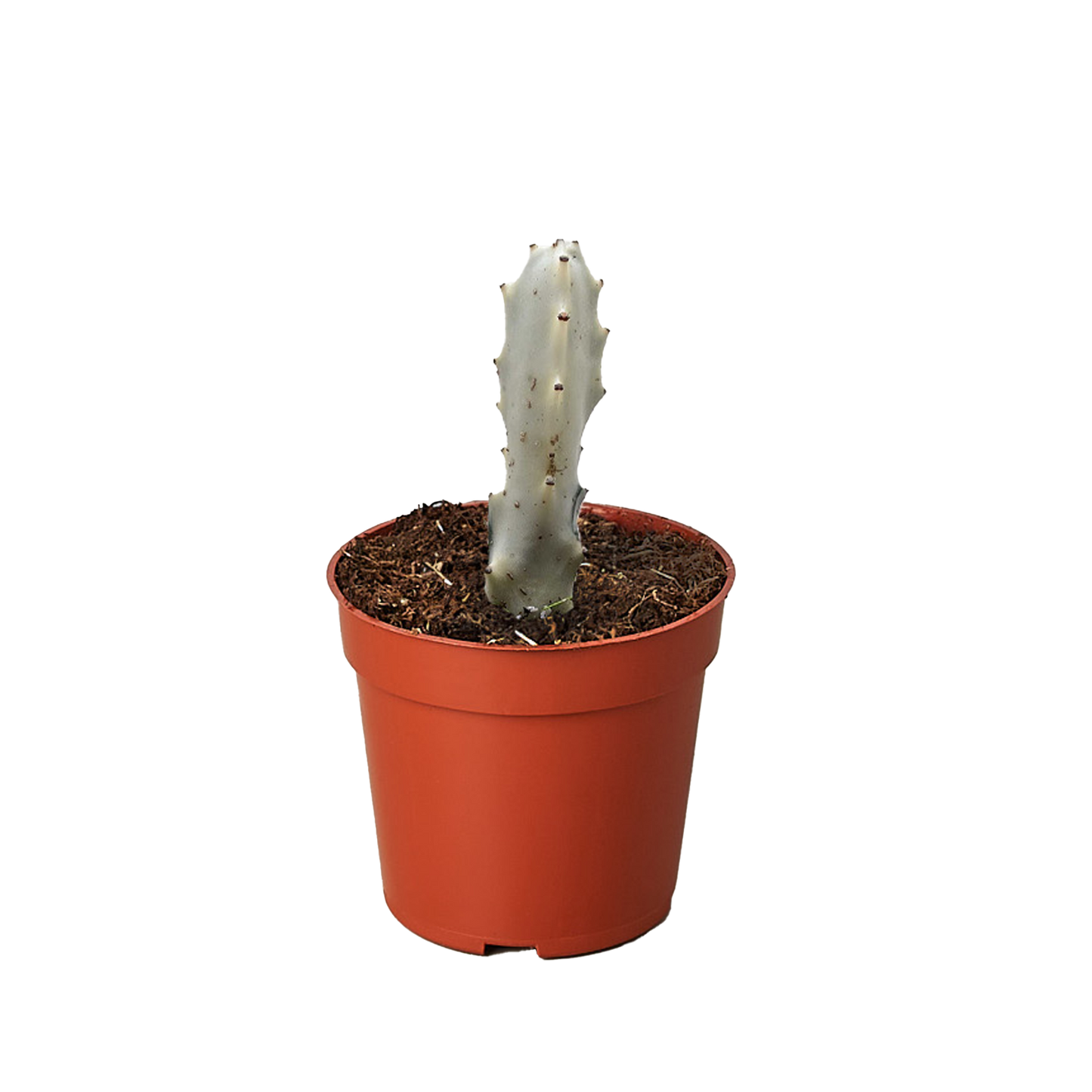 Succulent Euphorbia 'Dragon Bone' potted plant
