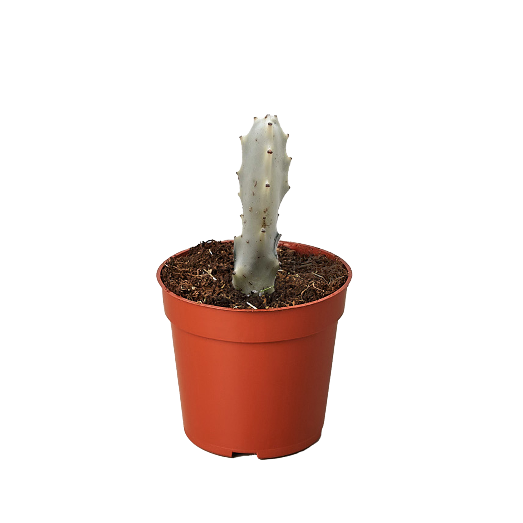 Succulent Euphorbia 'Dragon Bone' potted plant