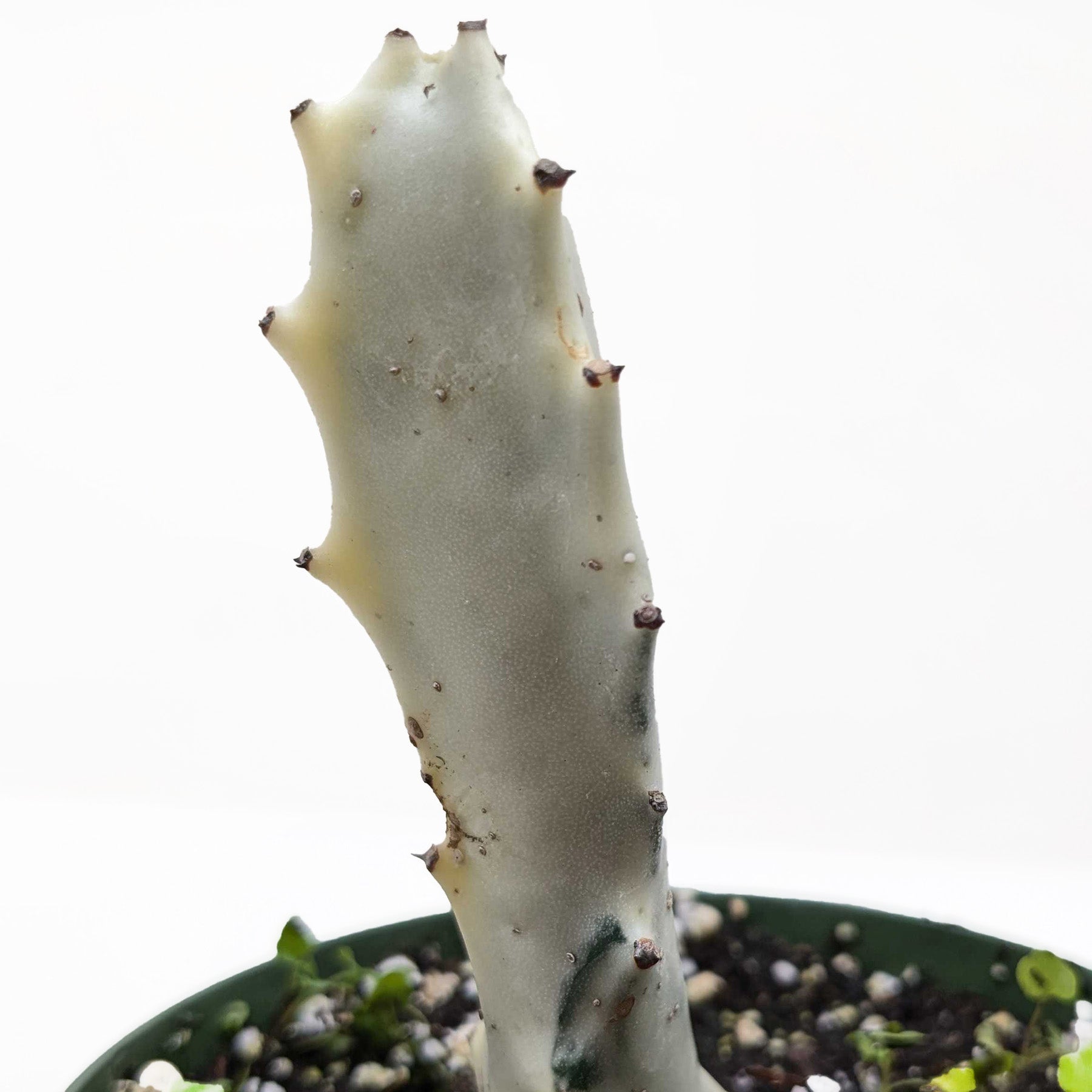 Succulent Euphorbia 'Dragon Bone' potted plant