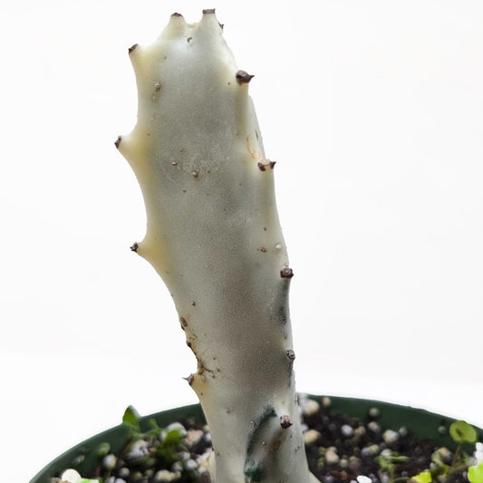 Succulent Euphorbia 'Dragon Bone' potted plant