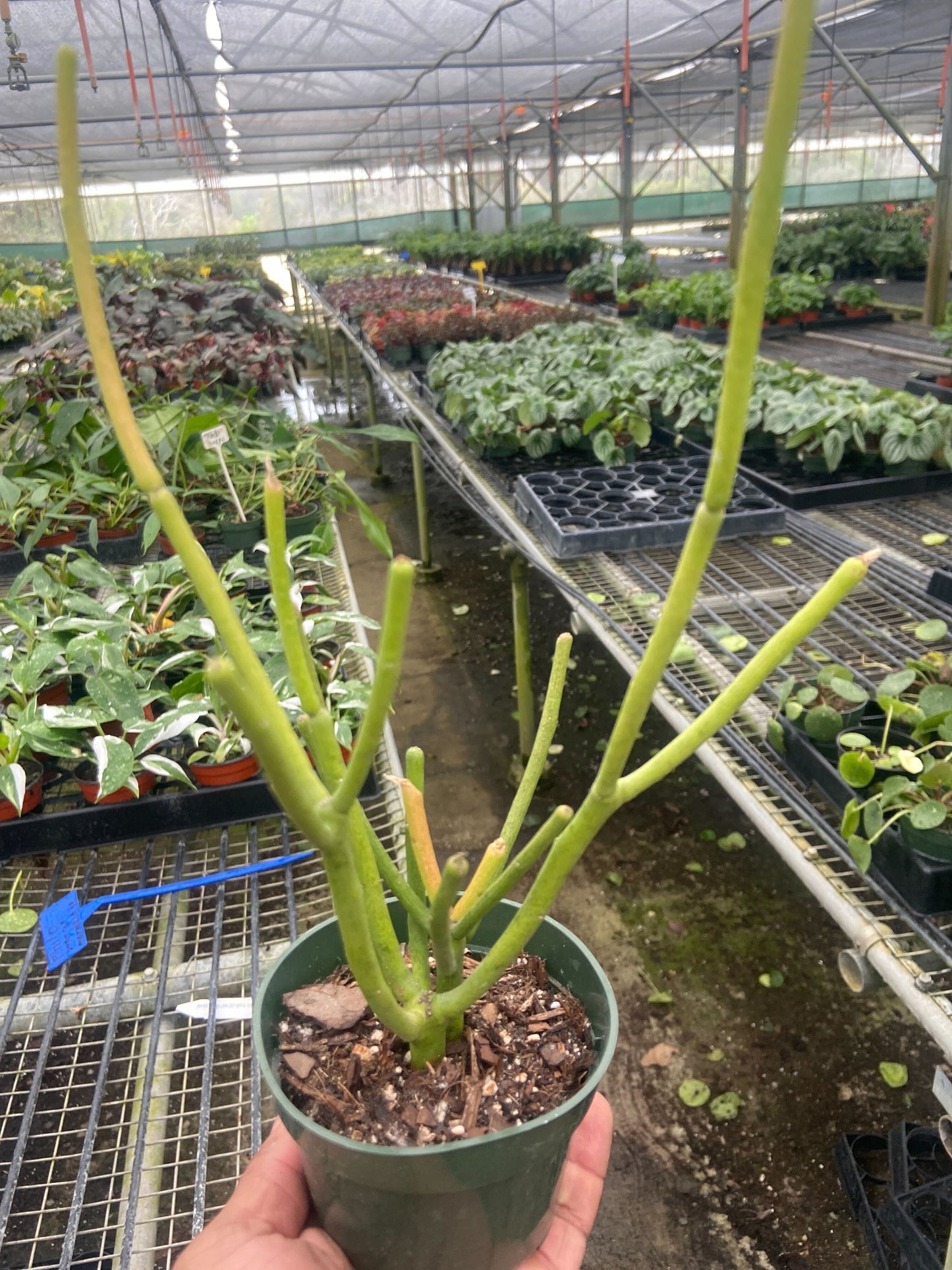 Euphorbia 'Pencil Cactus' potted plant