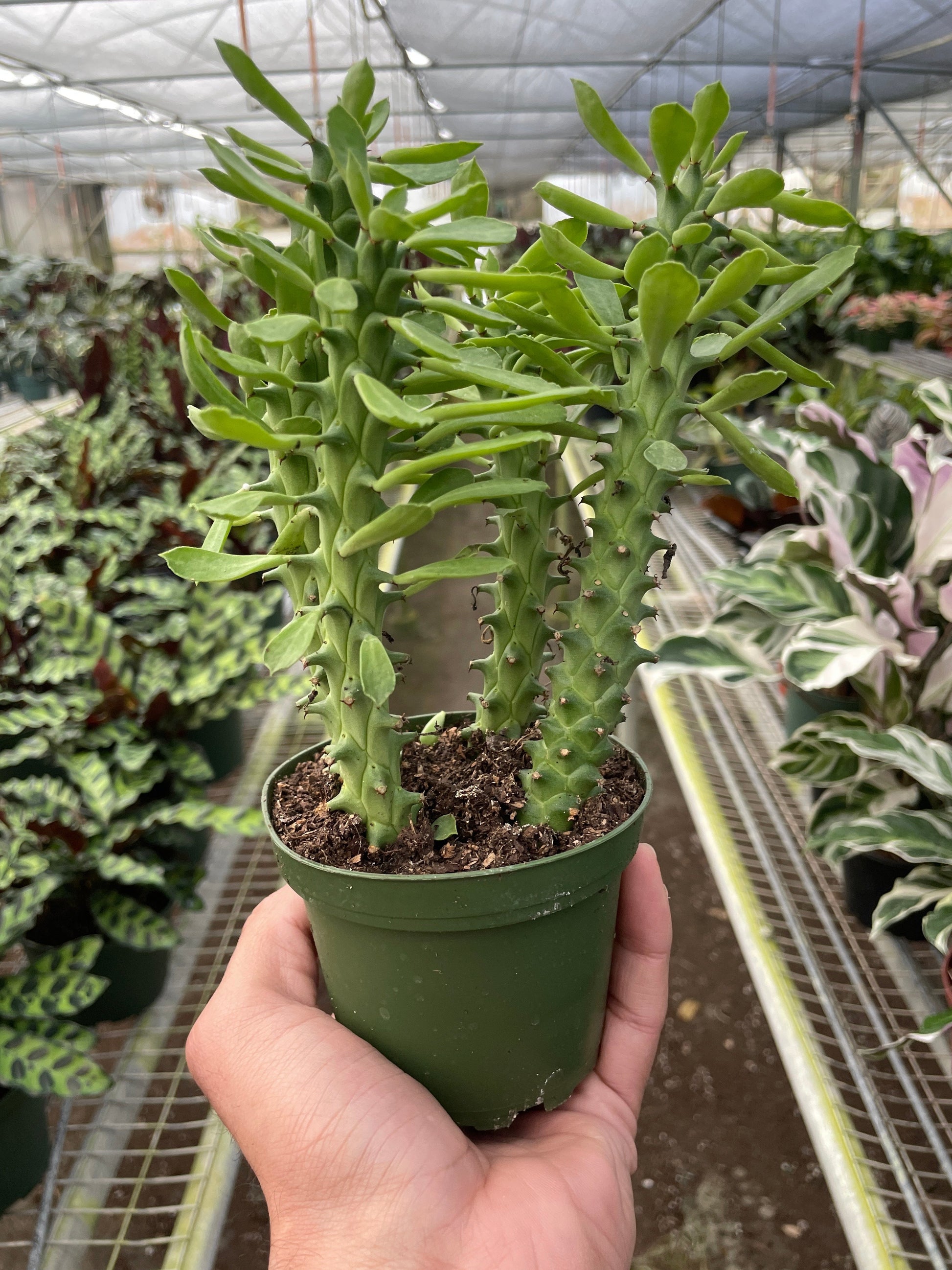 Euphorbia 'Sausage Spurge' potted plant