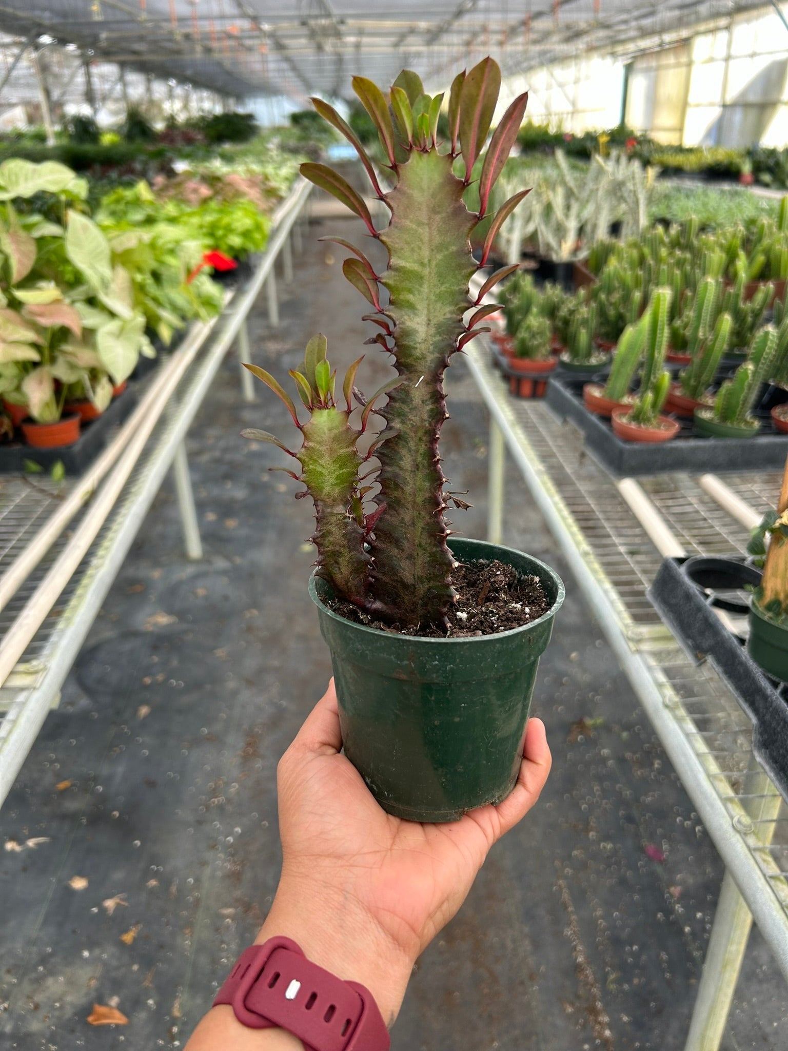 Succulent Euphorbia 'Trigona Rubra' potted plant
