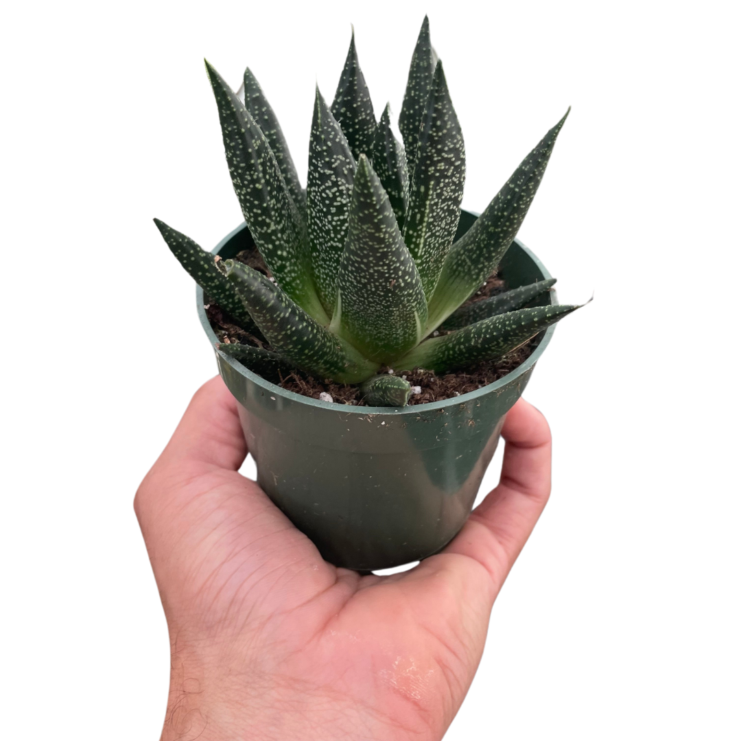 Succulent Gasteria Durban potted plant