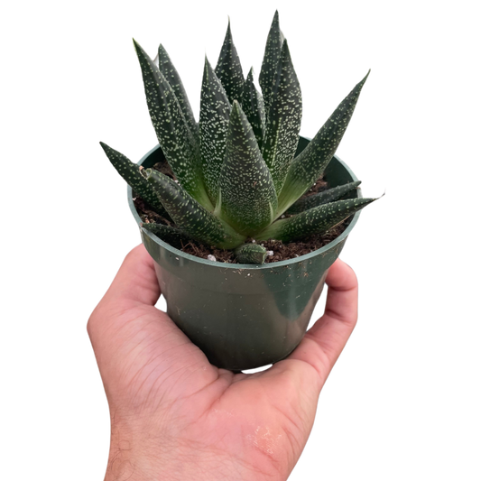 Succulent Gasteria Durban potted plant