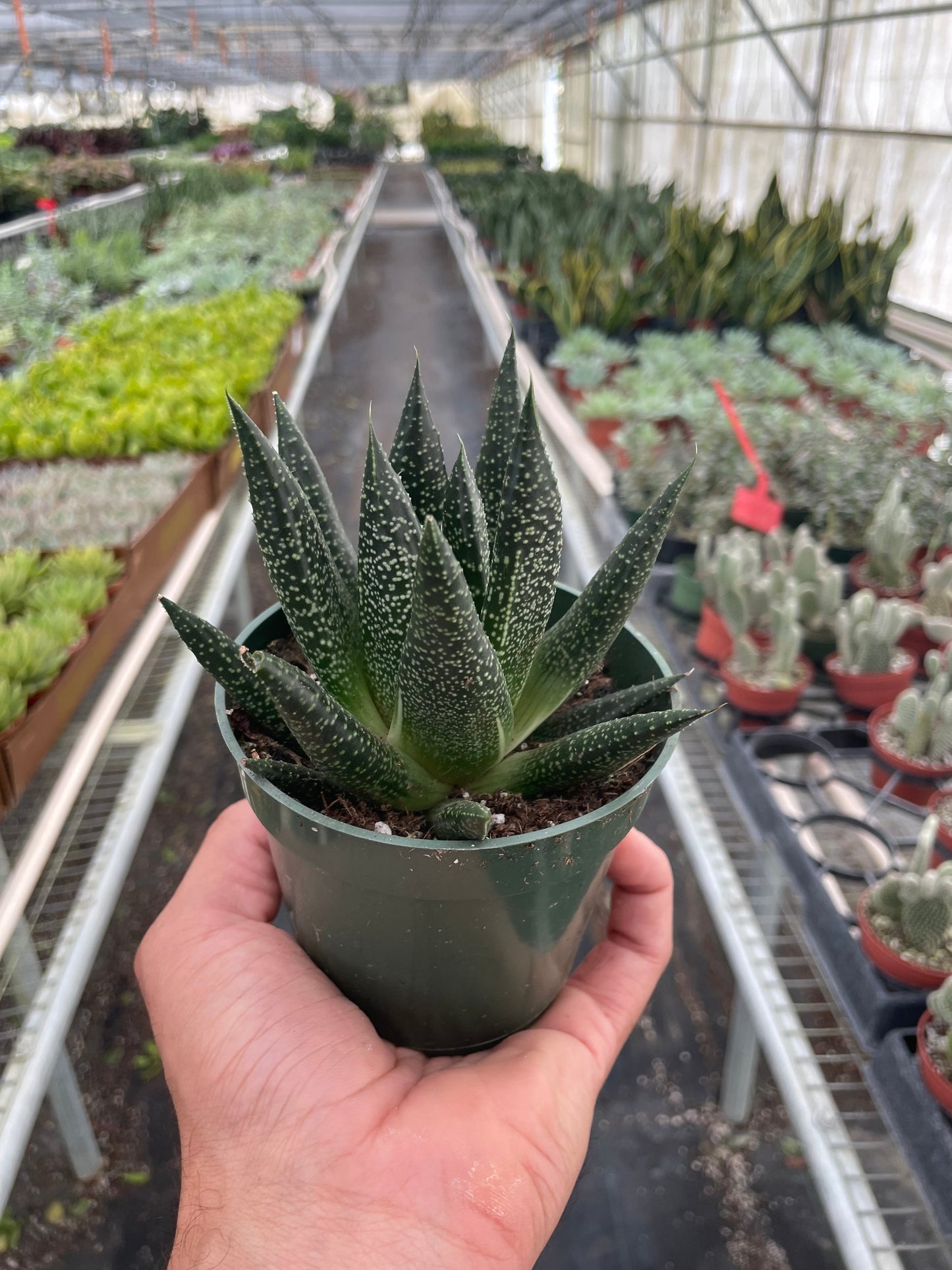 Succulent Gasteria Durban potted plant