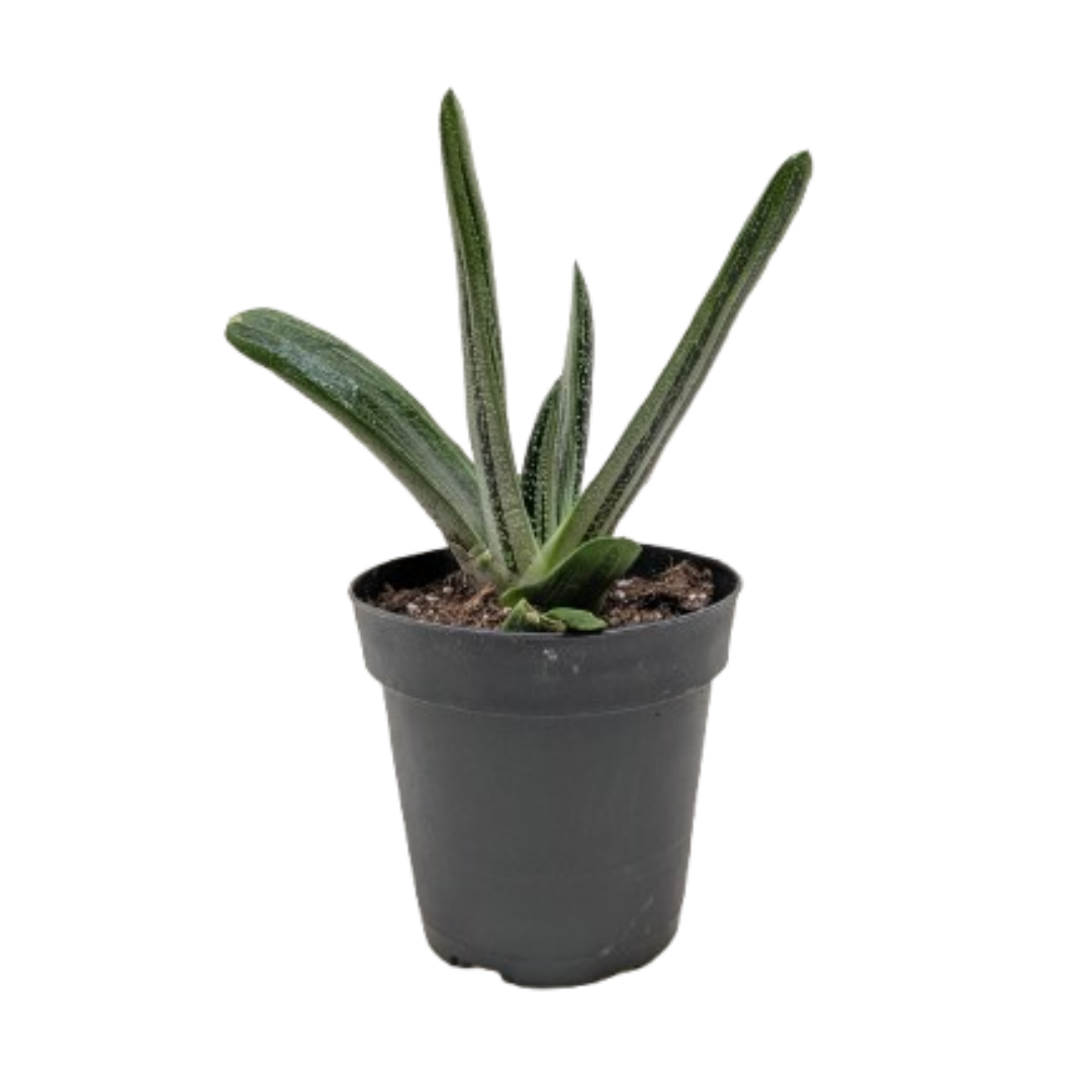 Succulent Gasteria Little Warty potted plant
