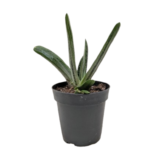 Succulent Gasteria Little Warty potted plant