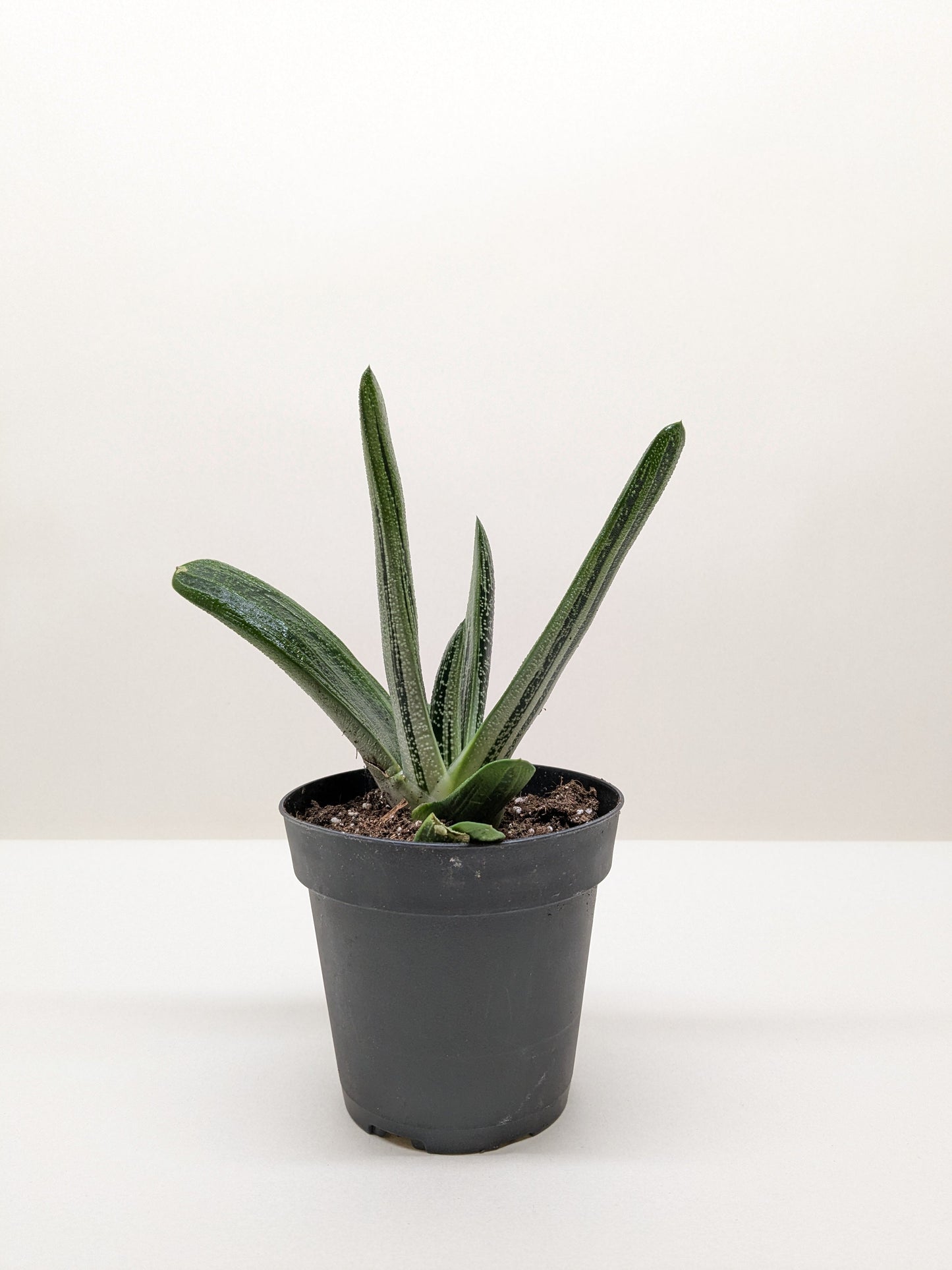 Succulent Gasteria Little Warty potted plant