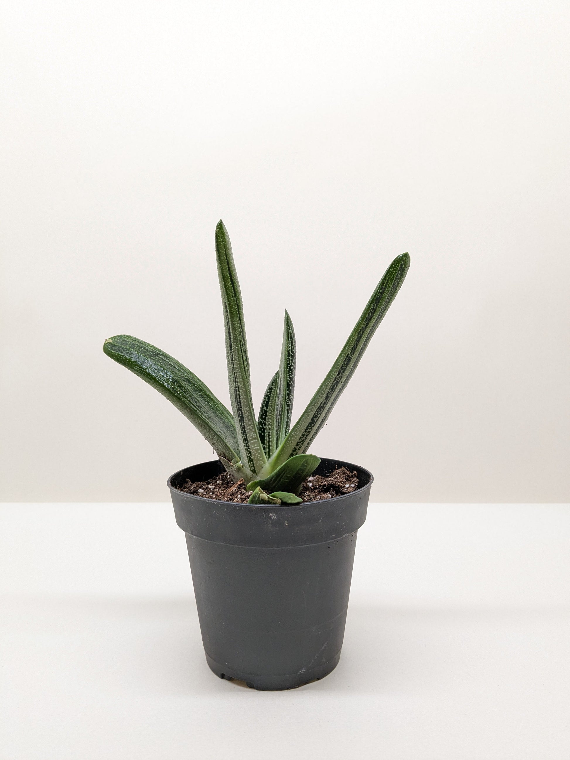 Succulent Gasteria Little Warty potted plant