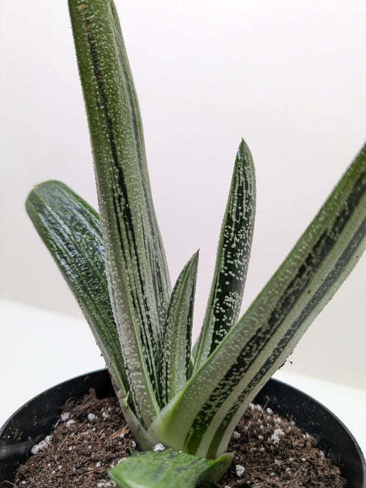 Succulent Gasteria Little Warty potted plant