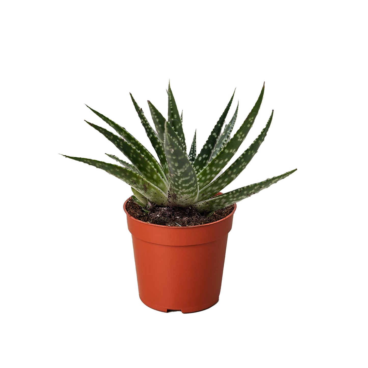 Succulent Gasteria Zimflora potted plant