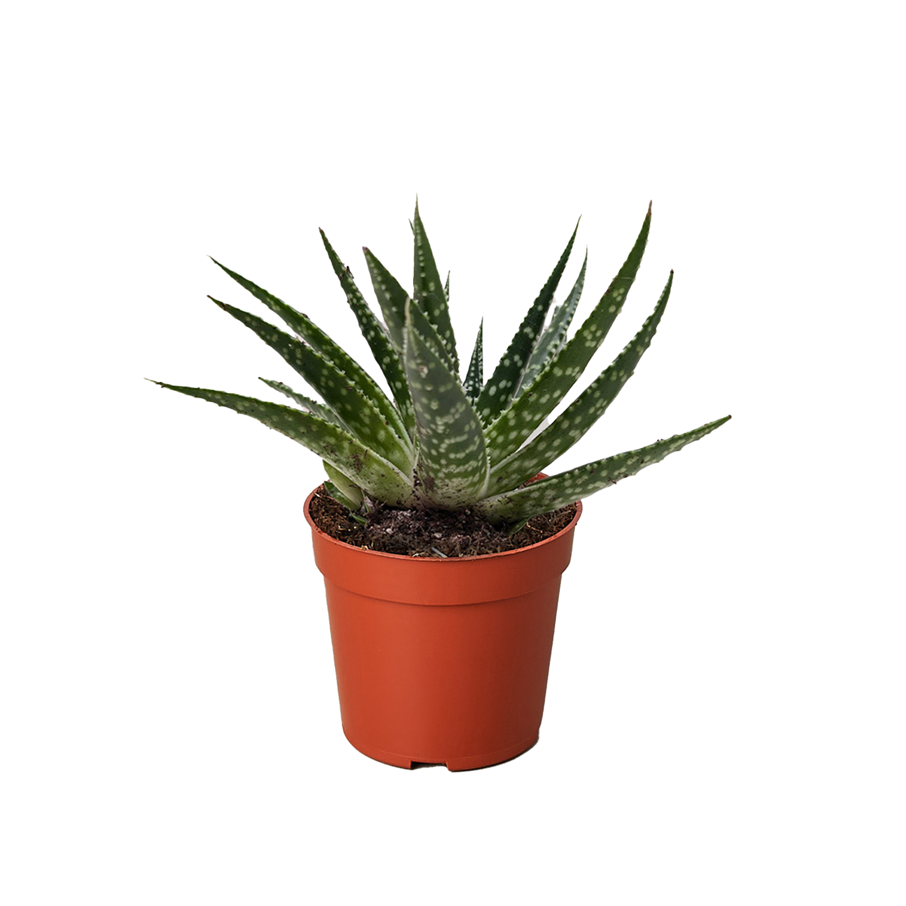 Succulent Gasteria Zimflora potted plant