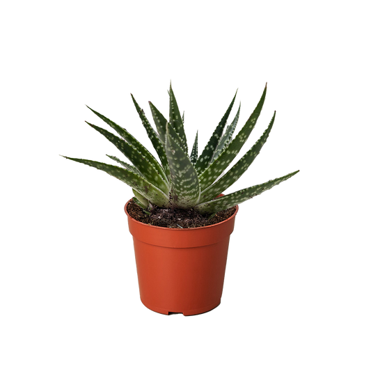 Succulent Gasteria Zimflora potted plant