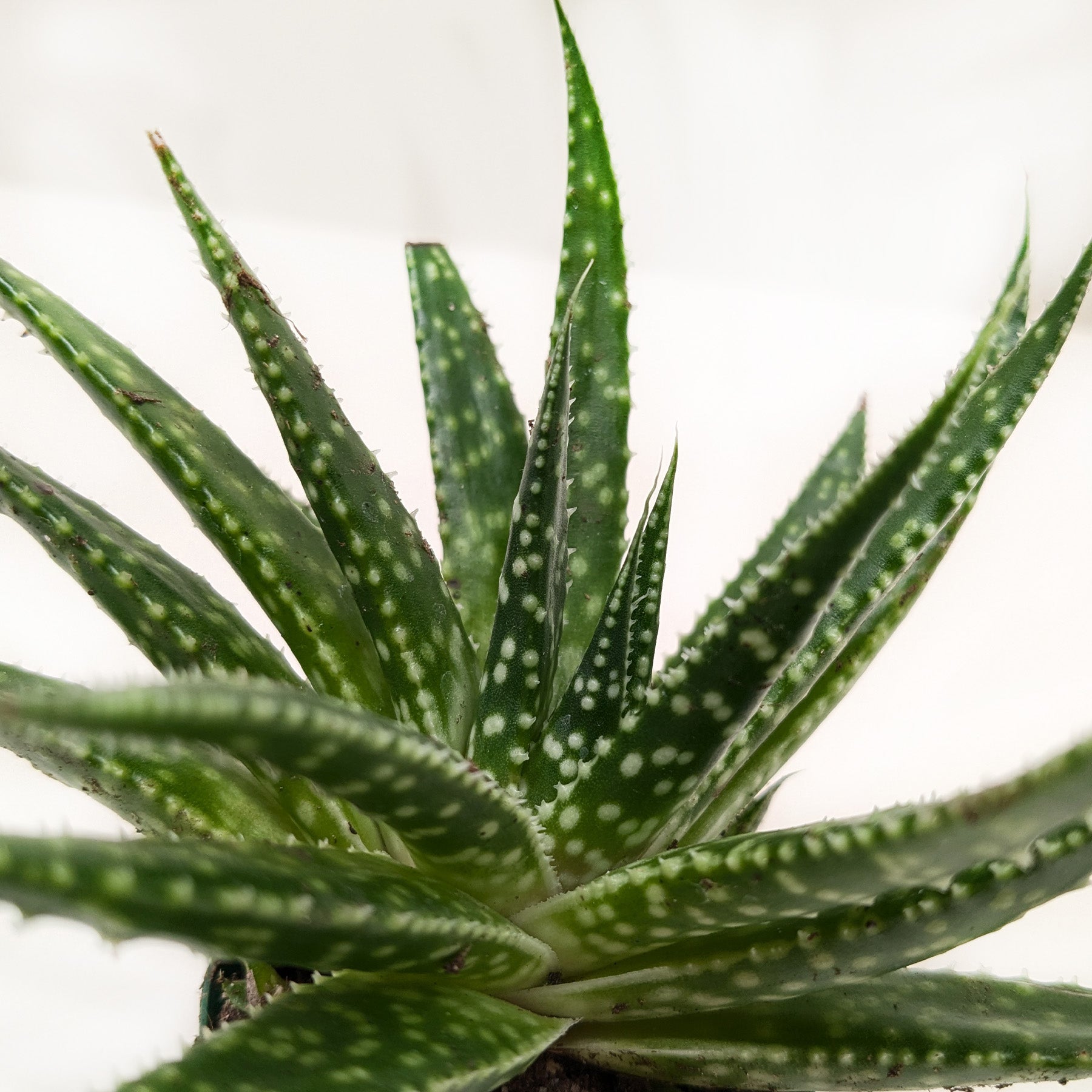 Succulent Gasteria Zimflora potted plant