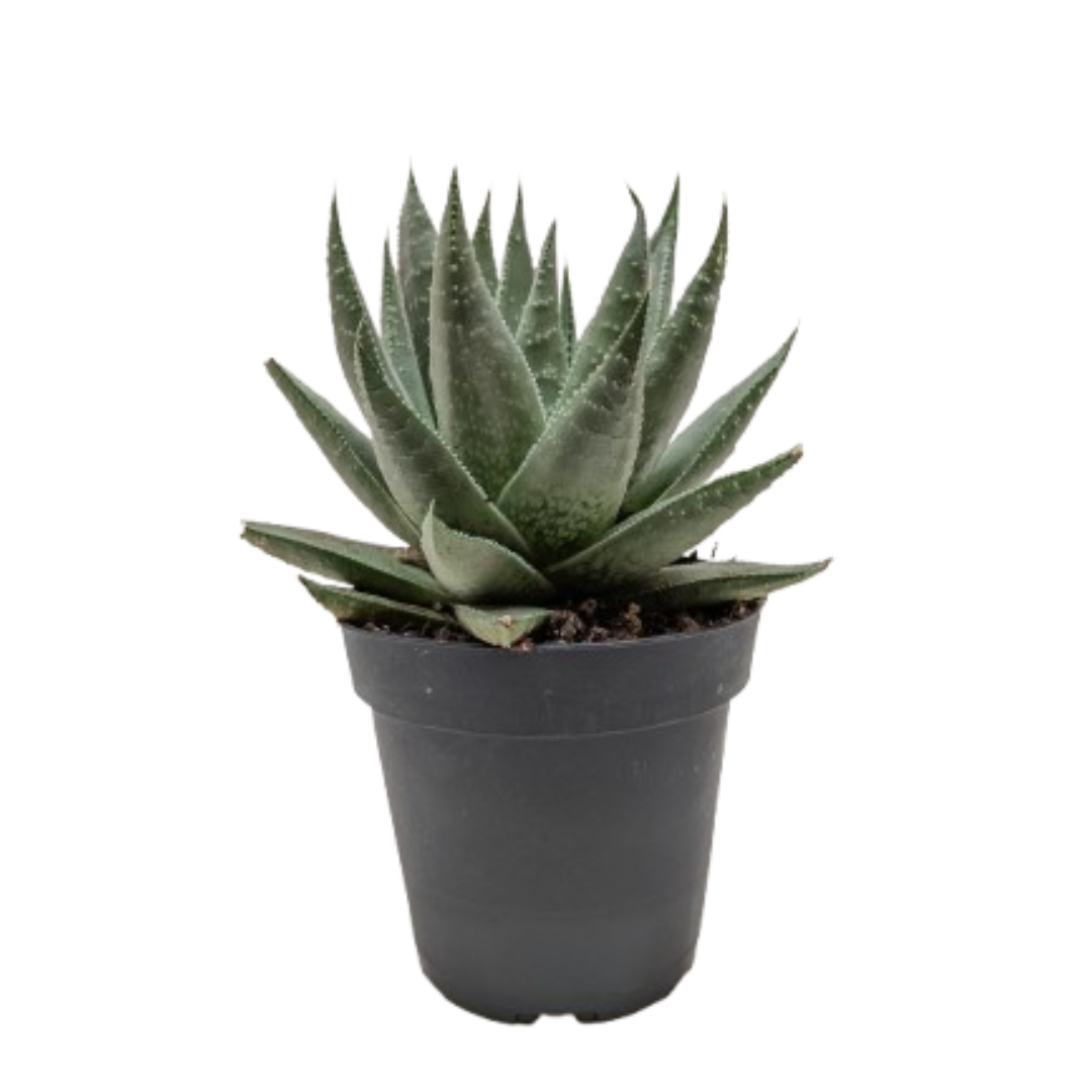 Succulent Haworthia Savanna potted plant