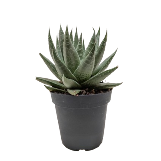 Succulent Haworthia Savanna potted plant