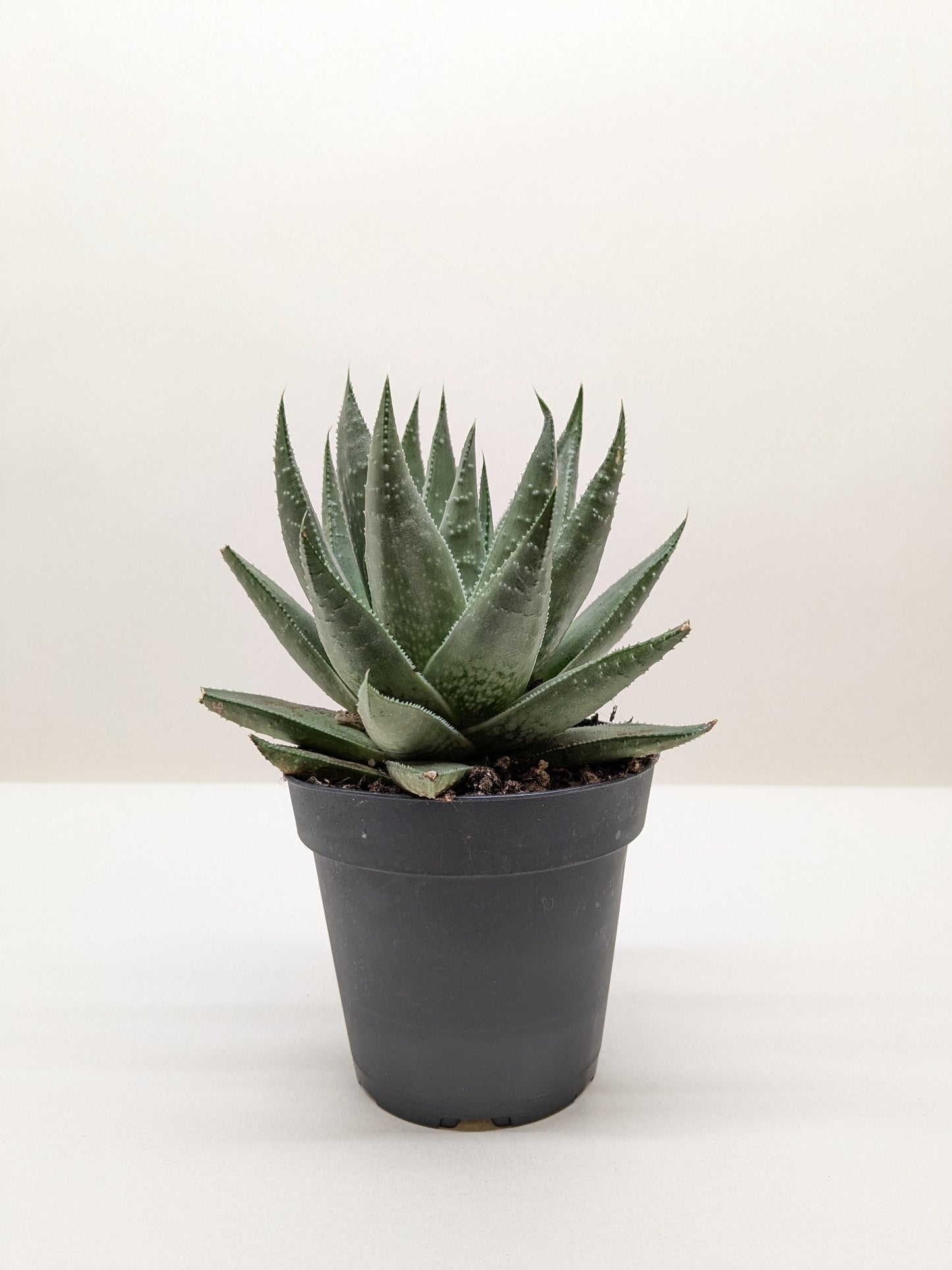Succulent Haworthia Savanna potted plant