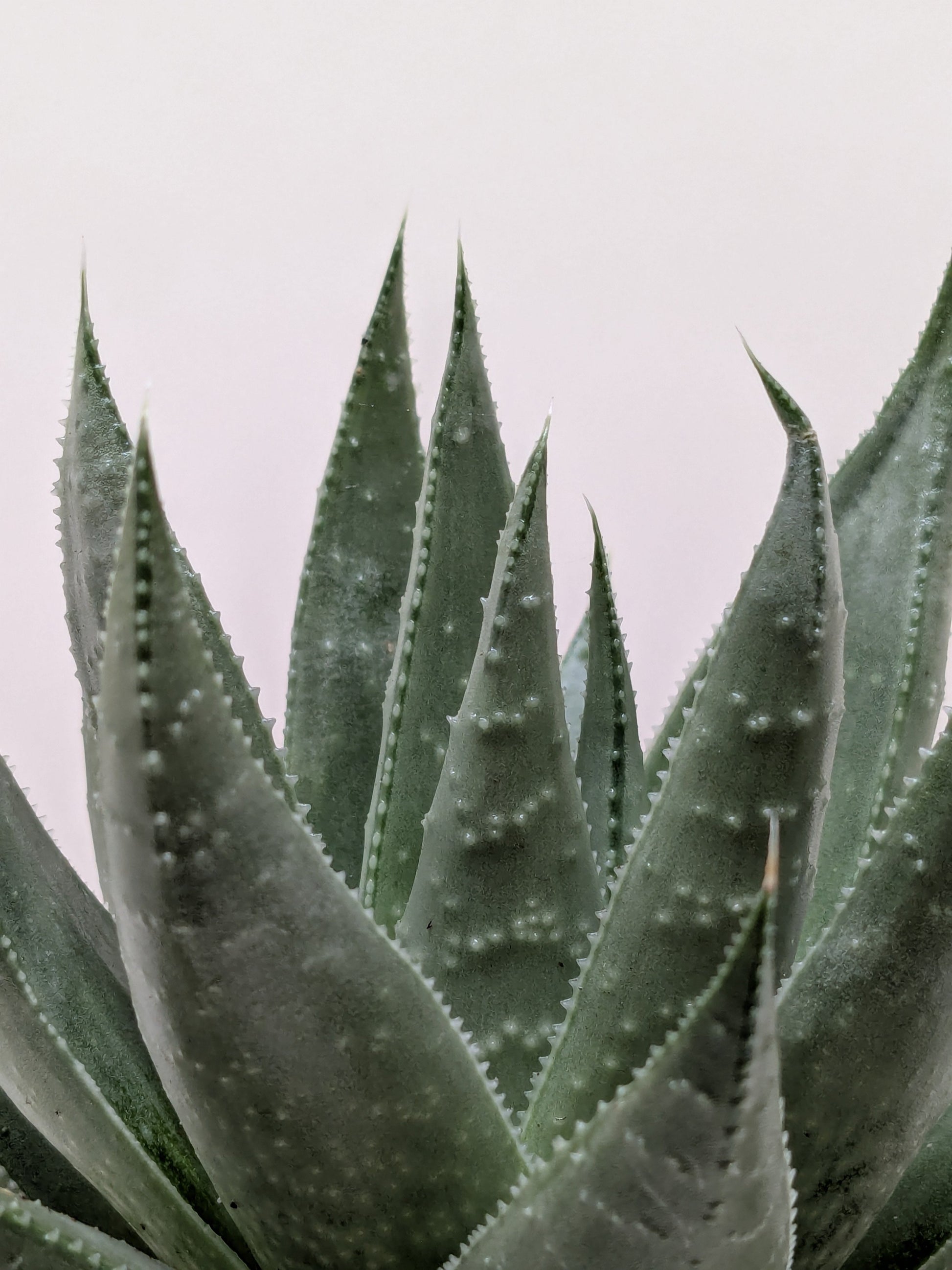 Succulent Haworthia Savanna potted plant