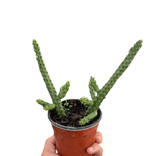 Red Dragon Flower (Huernia schneideriana) potted plant