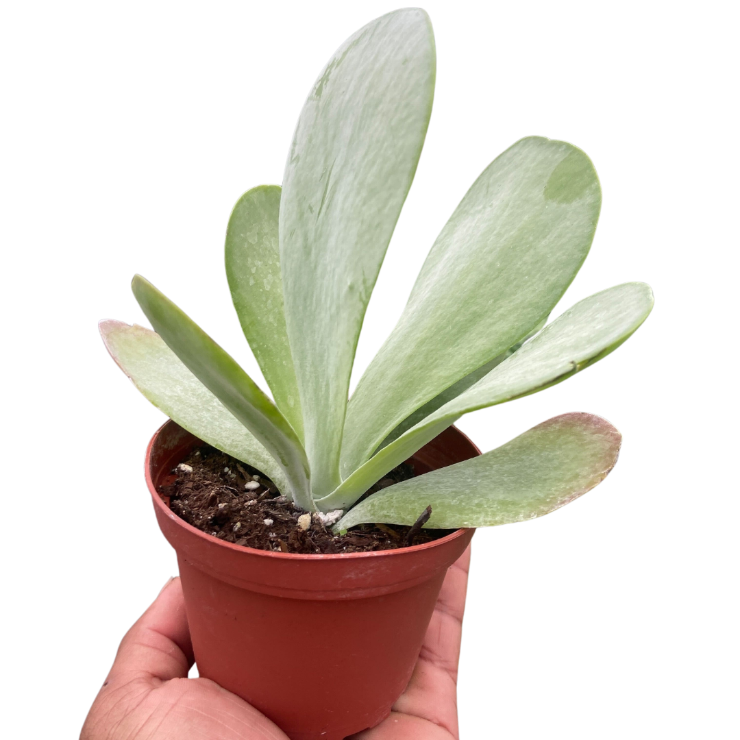 Succulent Kalanchoe 'Flap Jack' potted plant
