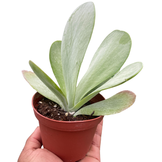 Succulent Kalanchoe 'Flap Jack' potted plant