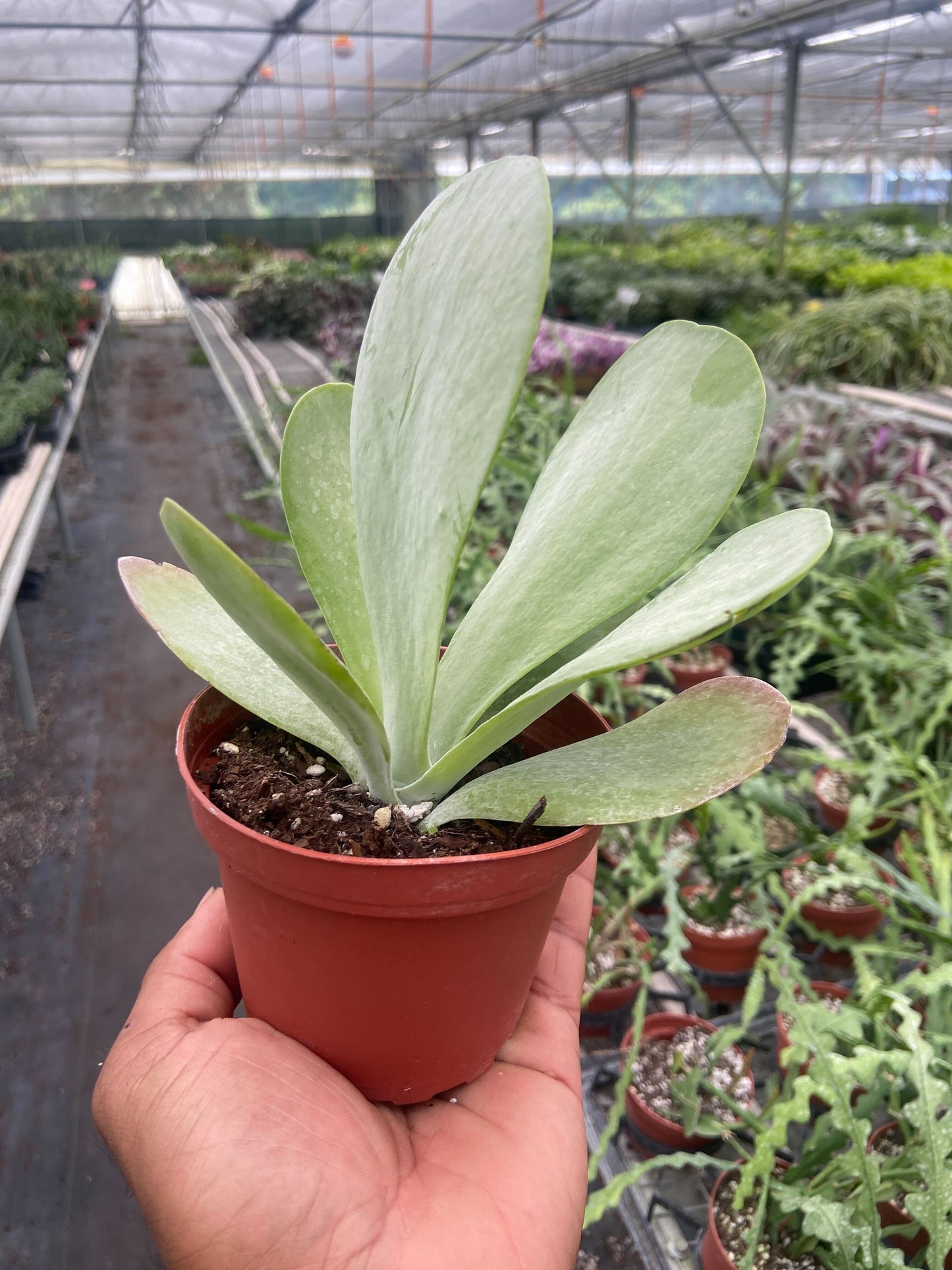Succulent Kalanchoe 'Flap Jack' potted plant