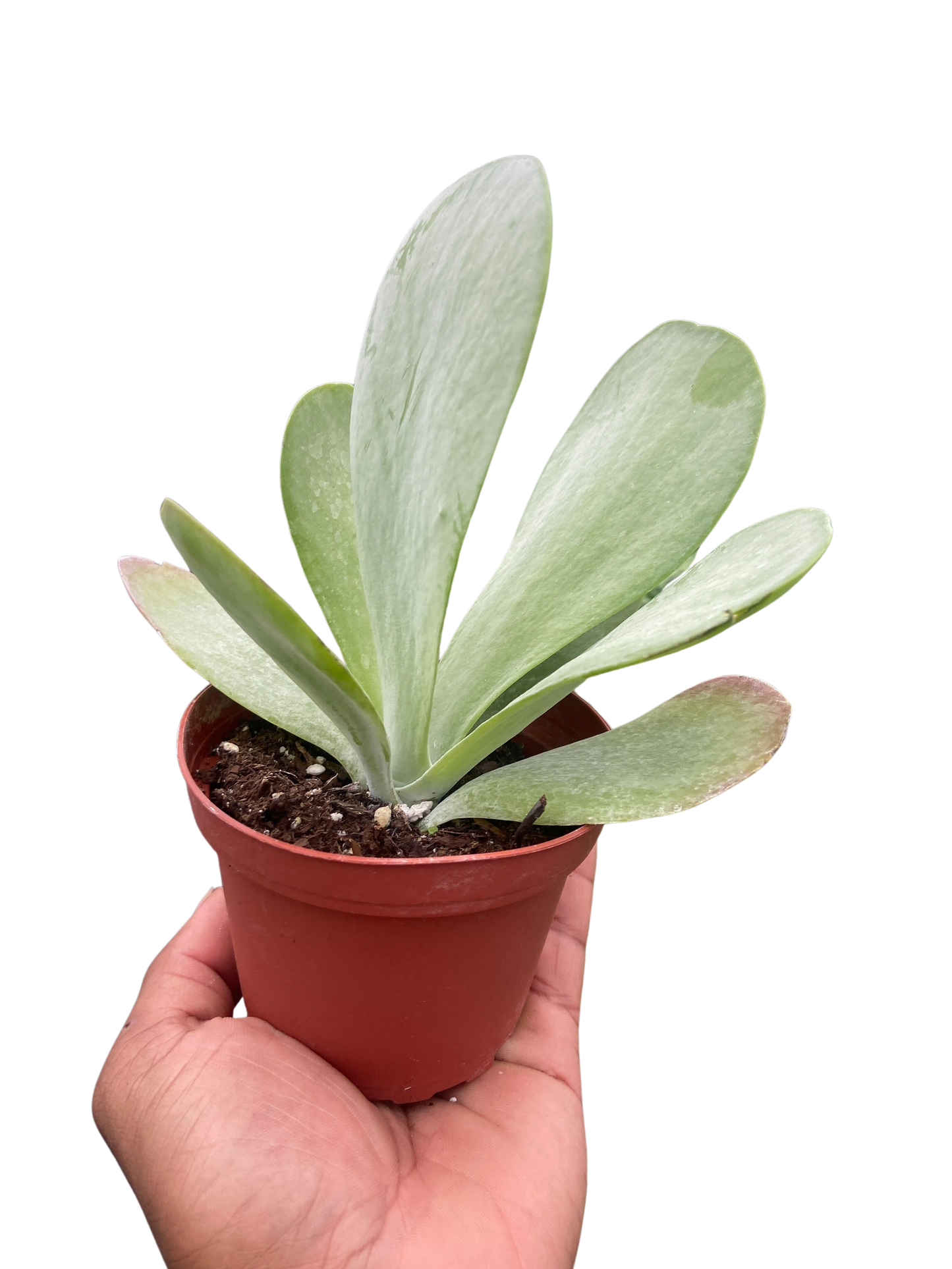 Succulent Kalanchoe 'Flap Jack' potted plant