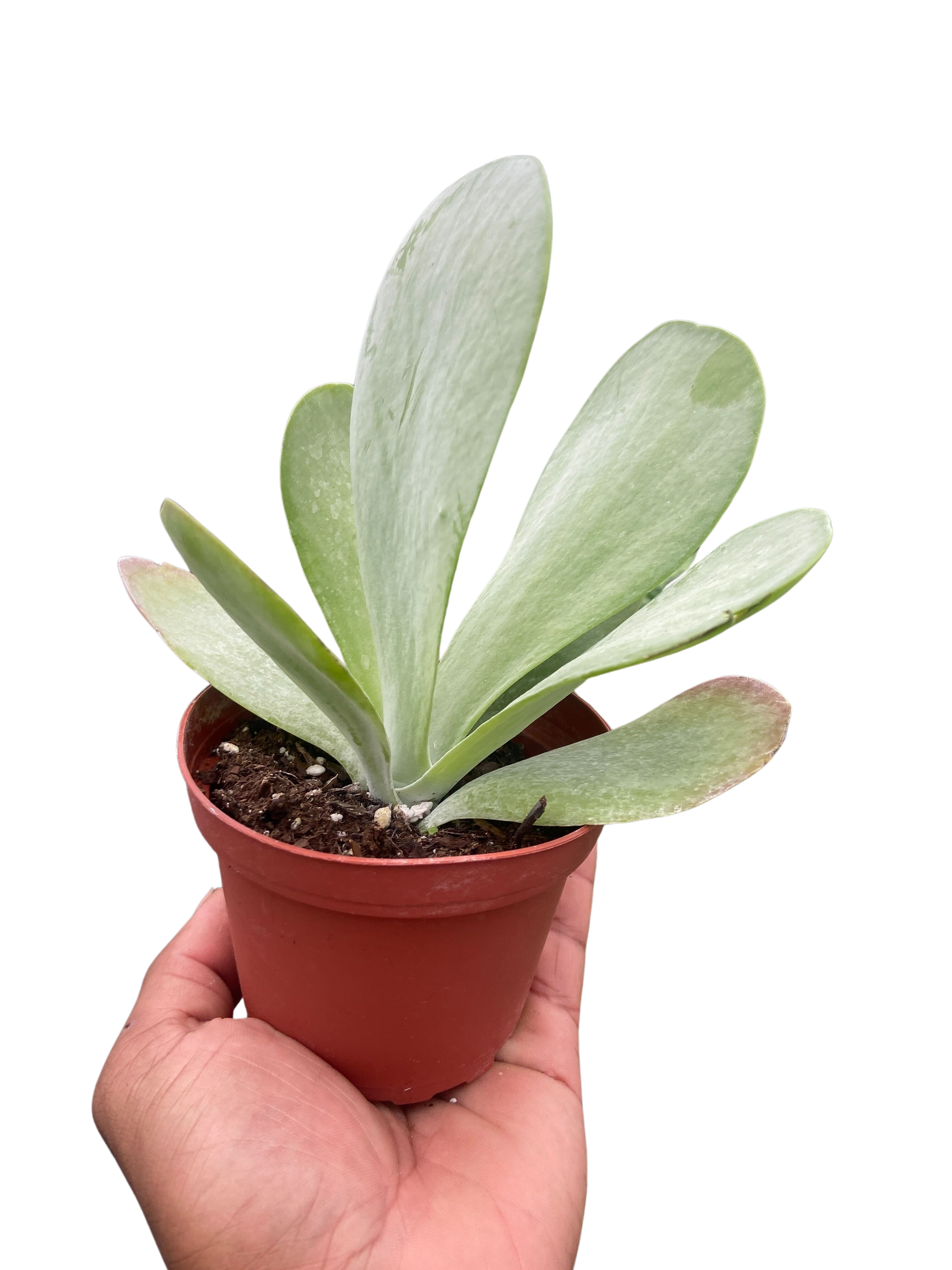 Succulent Kalanchoe 'Flap Jack' potted plant