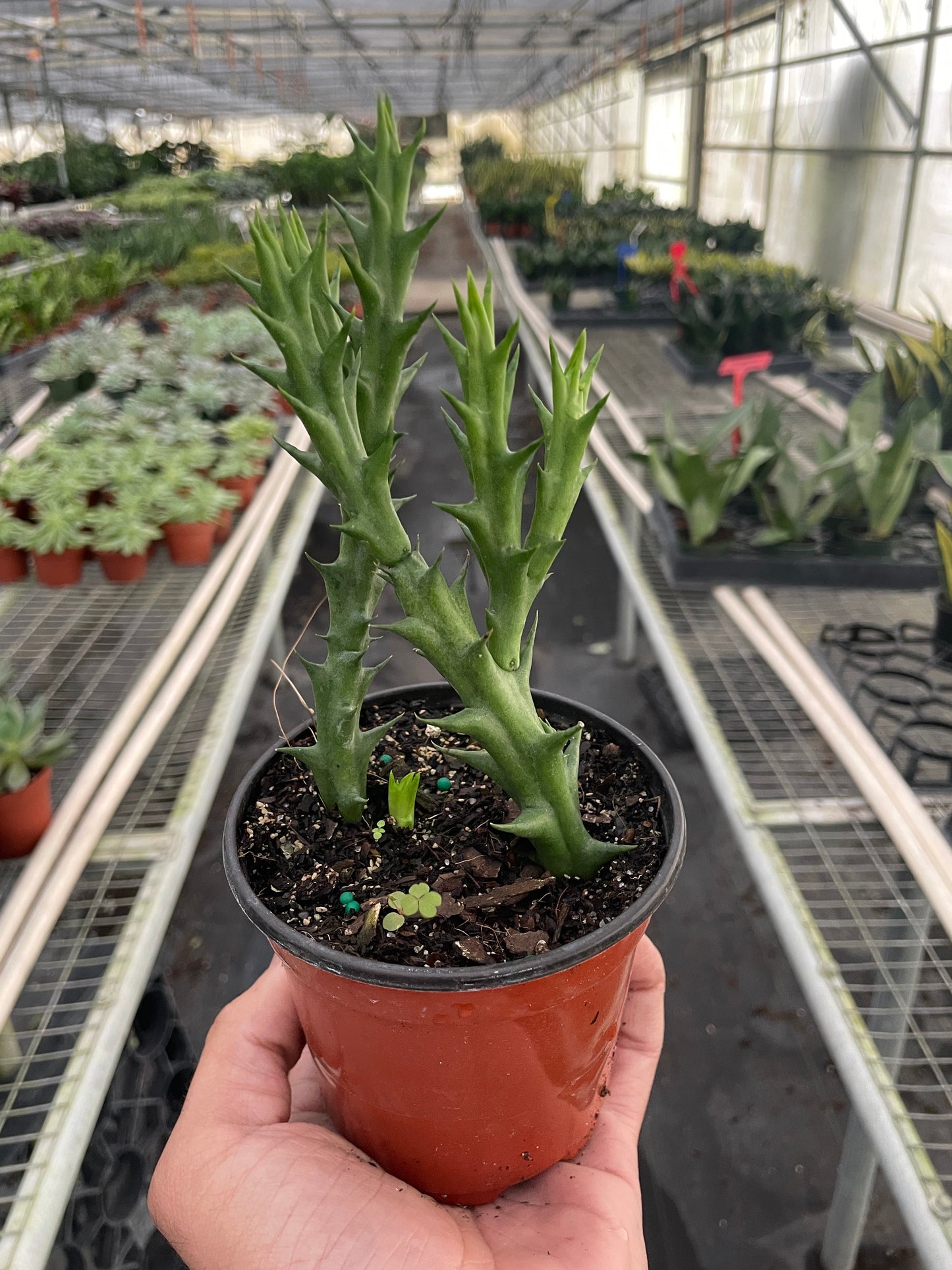 Starfish Cactus (Stapelia orbea variegata) potted plant
