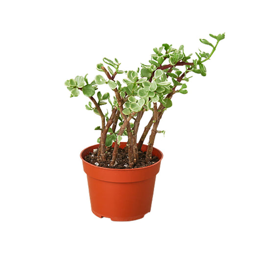 Succulent Portulacaria 'Rainbow Bush' 4" potted plant