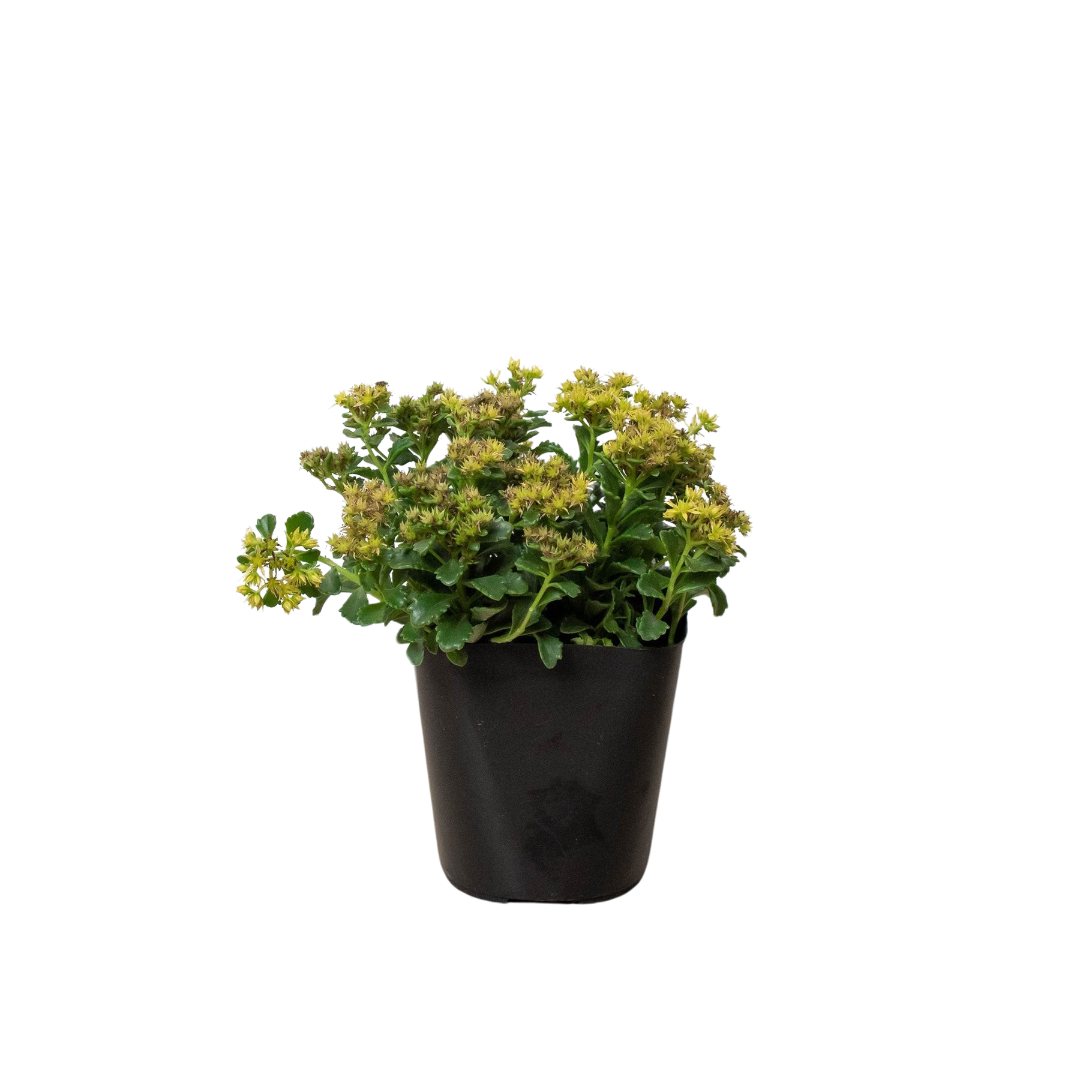 Sedum Little Miss Sunshine potted plant