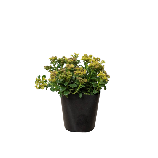 Sedum Little Miss Sunshine potted plant