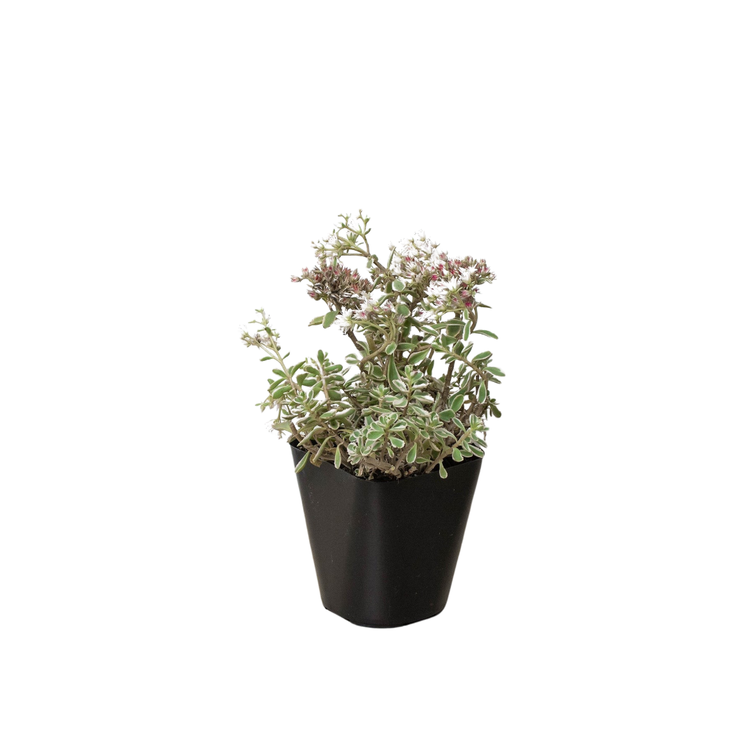 Sedum Tricolor potted plant