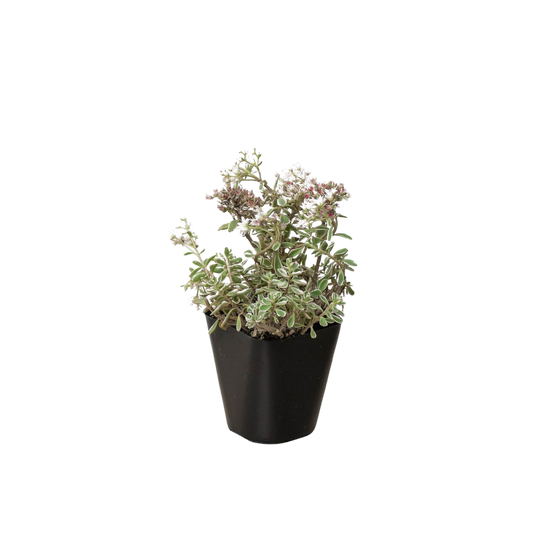 Sedum Tricolor potted plant