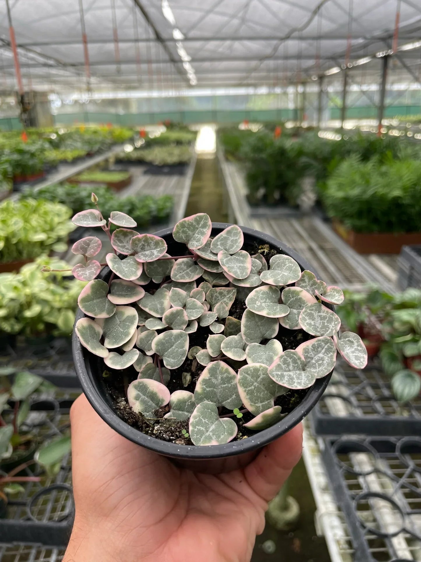 String of Hearts Variegated potted plant