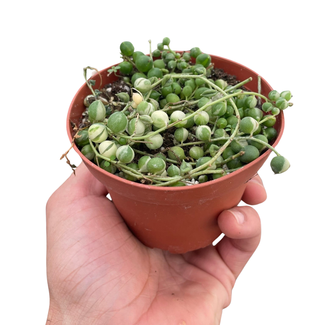 Succulent 'String of Pearls' Variegated potted plant