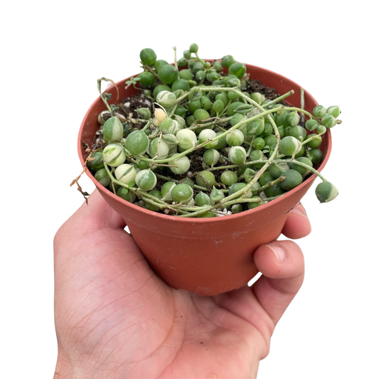 Succulent 'String of Pearls' Variegated potted plant